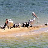 Birds' Lineup