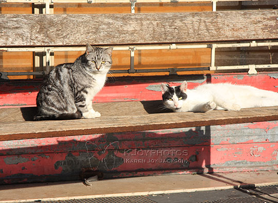 Cats Near Borgo