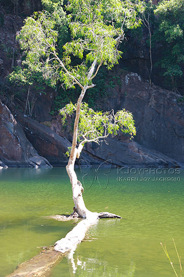 Crocodile Haven