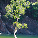 Crocodile Haven