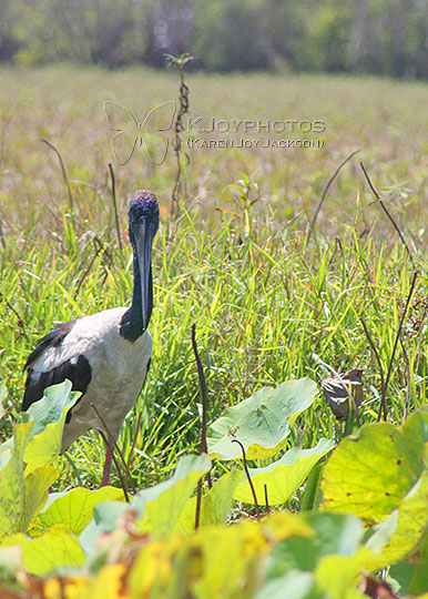 Curious Jabiru
