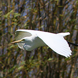 Determined Egret