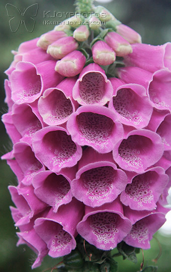 Speckled Compartments - purple foxglove