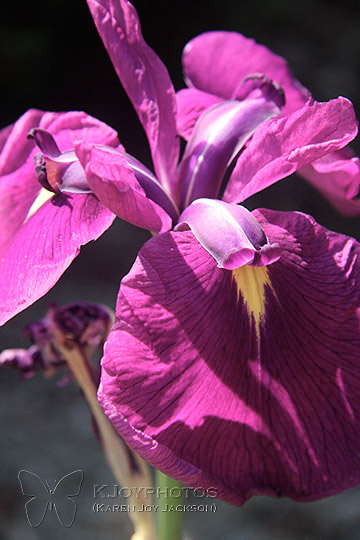 Touch Me - magenta Iris