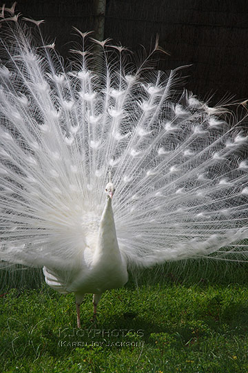 Fan-tailed Beauty