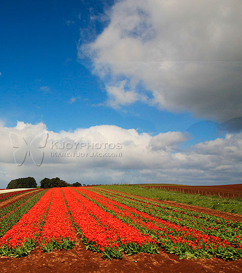 Aussie Flower Fields