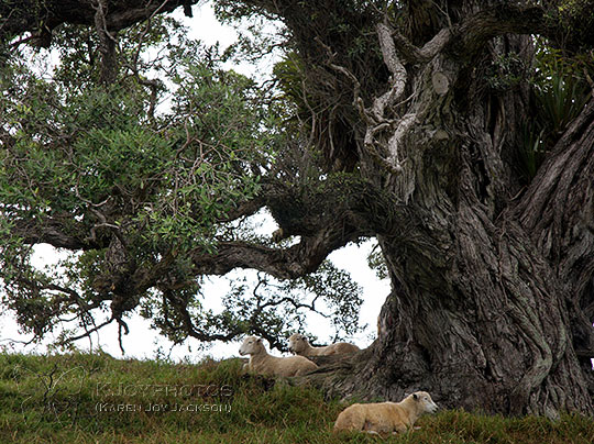 Magnificent Resting Place