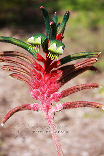 Kangaroo Paw