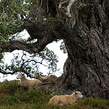 Magnificent Resting Place