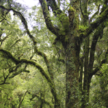 New Zealand Forest