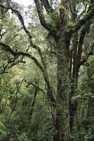 New Zealand Forest