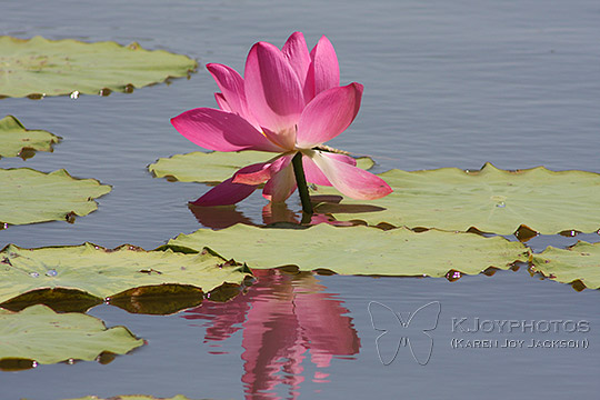 Pink Reflection