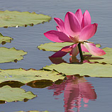 Pink Reflection