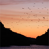 Sunset Flight
