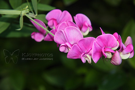 Sweet Peas