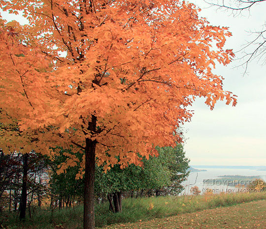 Tangerine Hue