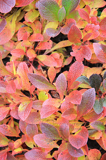 Textured Leaves