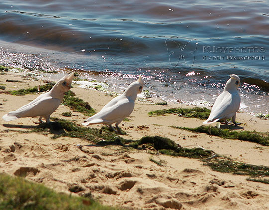 Three Cockatoos