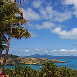 Tropical Splendor