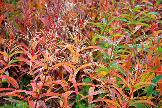 Vibrant Colors