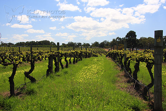 Vineyard Vista