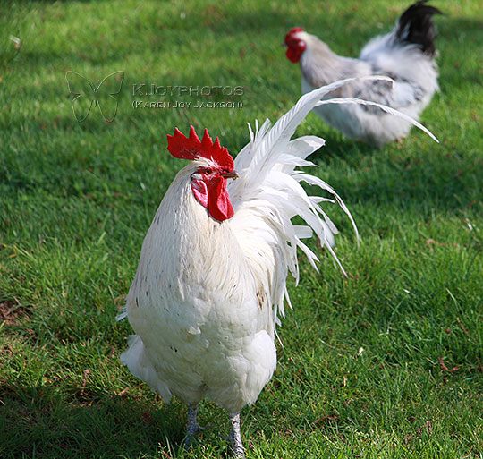 White Rooster