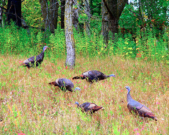 Wild Turkeys