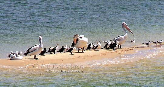 Birds' Sandbar
