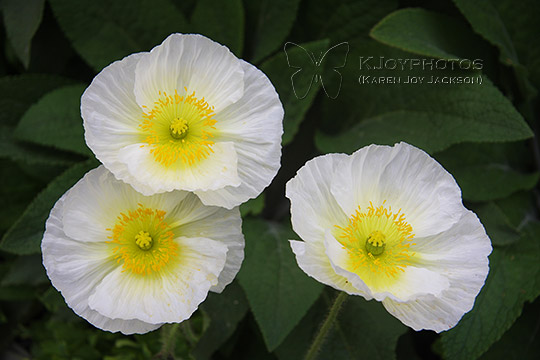 Exquisite Blooms