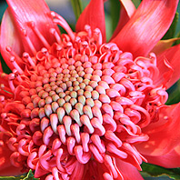 click for the Florals Gallery