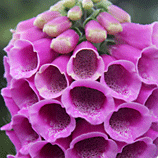 Speckled Compartments