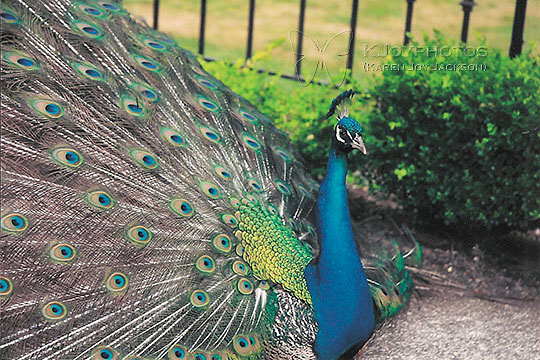 Regal Peacock - St. Michelle Winery, Washington