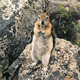 Am I Cute - ground squirrel in Alberta, Canada